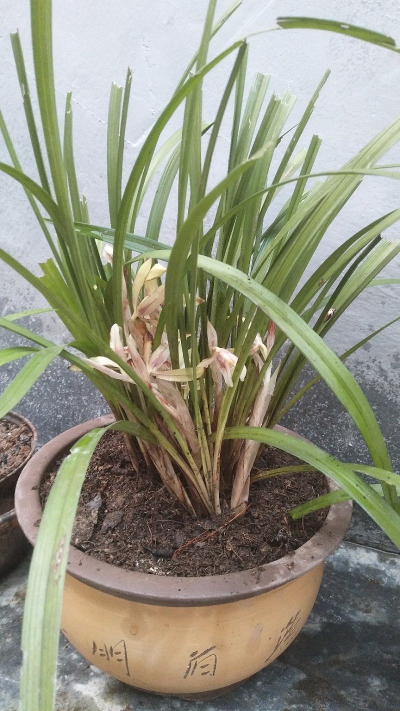 神秘湘西野生蝴蝶兰