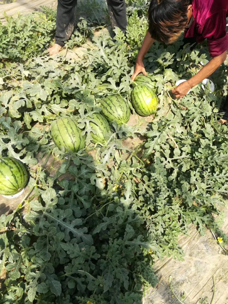 早春红玉，大量供应各种精品西瓜，保熟保甜保质量！