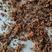 蚂蚁红蚂蚁新货关书药业批发各种规格中药材