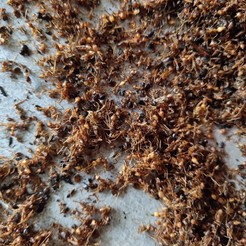 蚂蚁红蚂蚁新货关书药业批发各种规格中药材