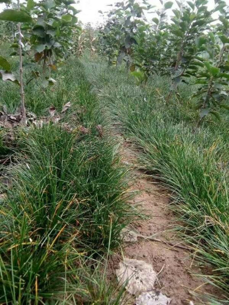 常年批发供应葱兰苗价格优惠自产自销180亩葱兰基地，常年