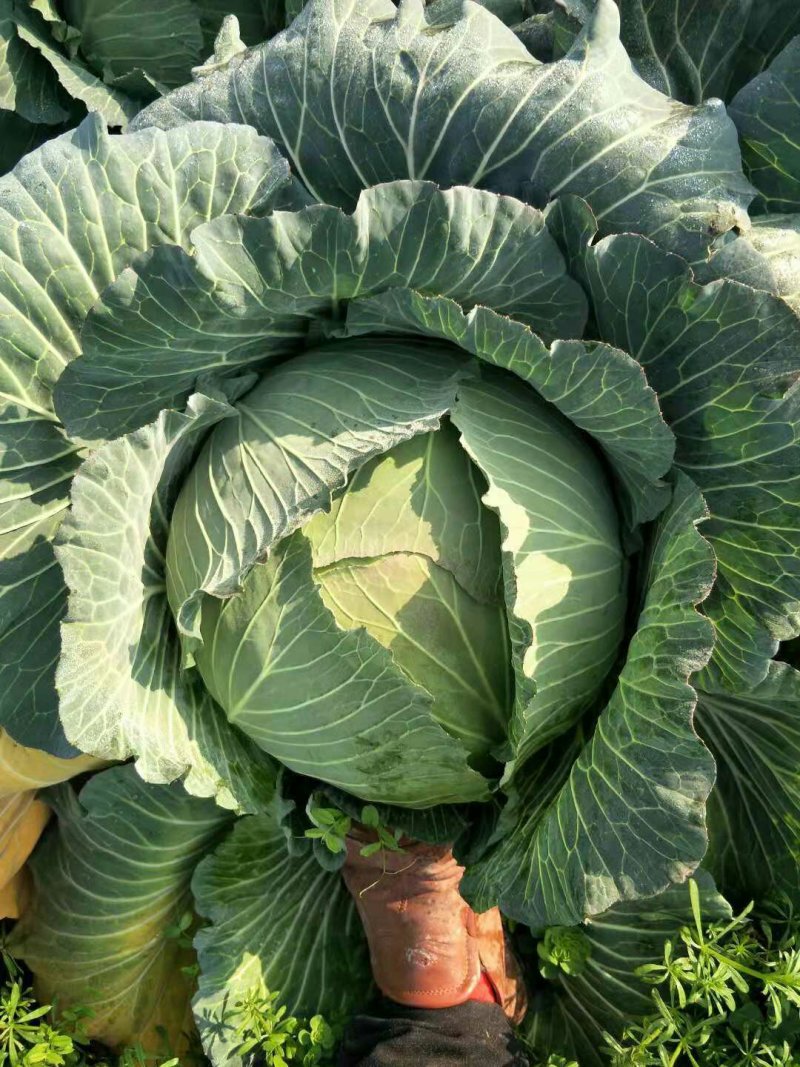 甘蓝扁包菜湖北嘉鱼县扁包菜量大从优基地供应