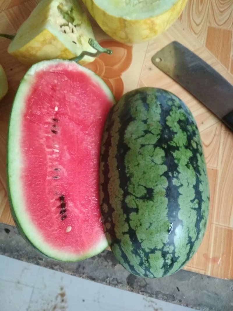 又大又壮嫁接西瓜苗，亩产万斤西瓜苗大量上市中