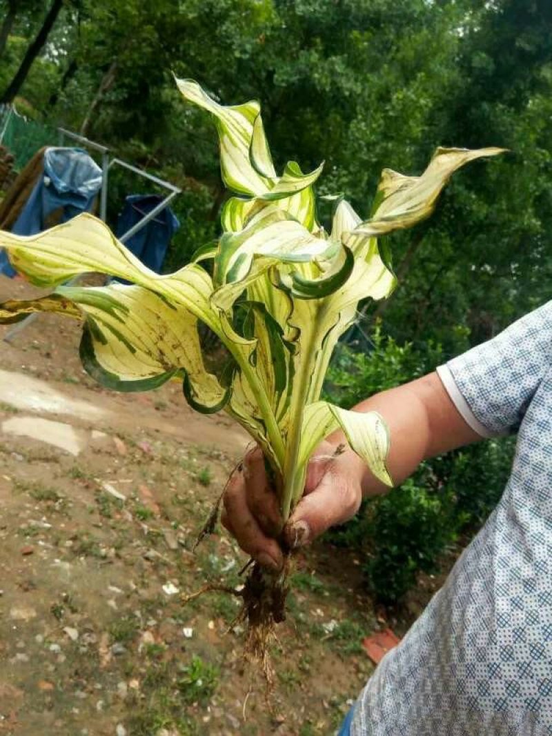 常年批发供应玉簪花价格优惠，规格有一年生两年生多年生高度