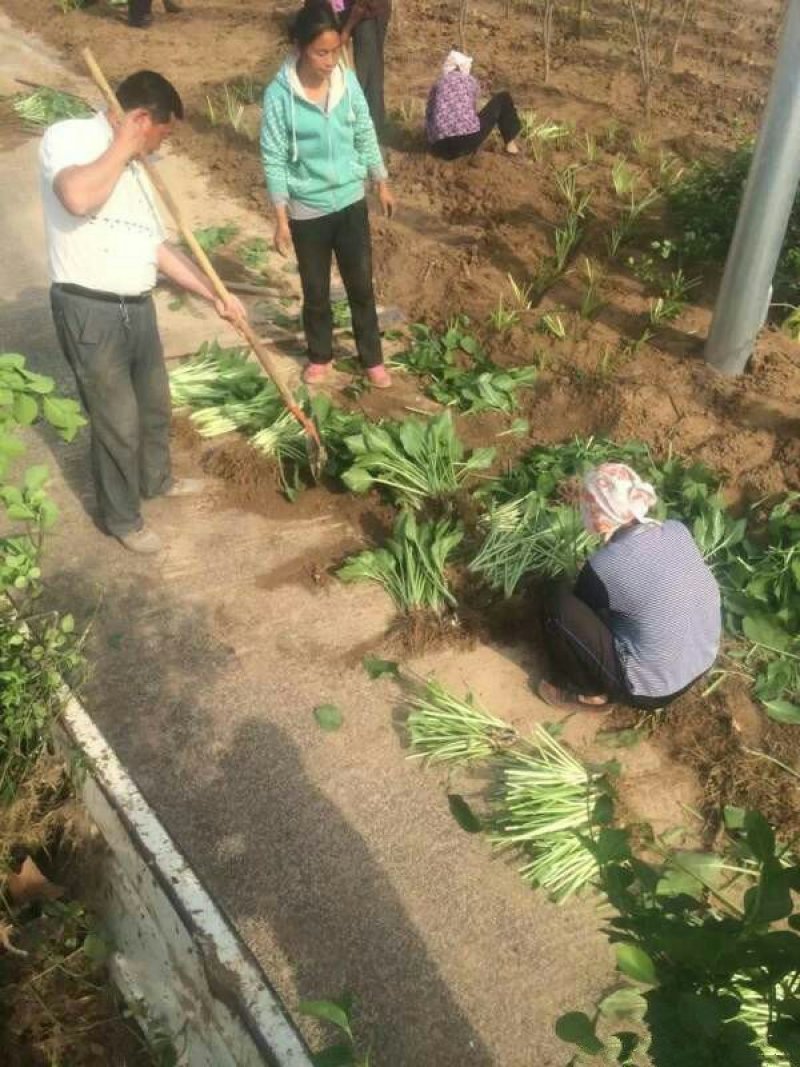 常年批发供应玉簪花价格优惠，规格有一年生两年生多年生高度