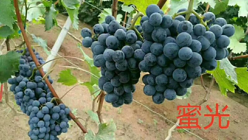 正综蜜光葡萄苗，早熟大粒脆甜玫瑰香味，保纯保活，基地直发