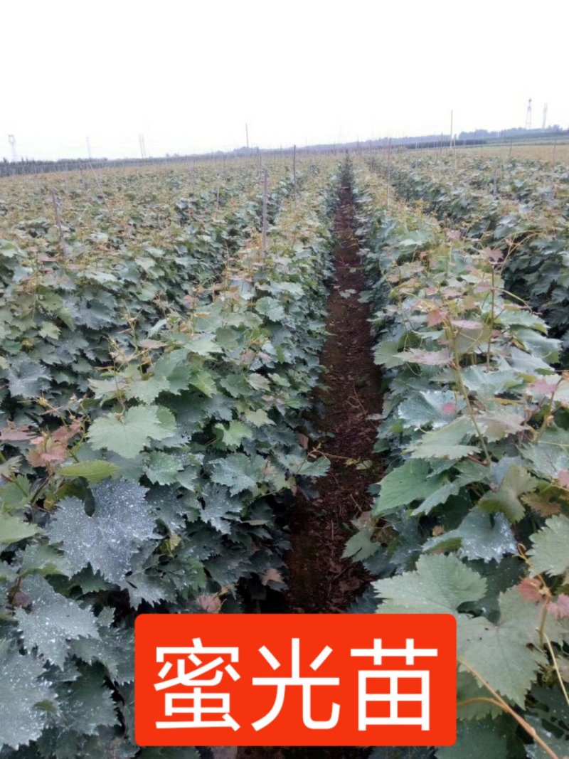 正综蜜光葡萄苗，早熟大粒脆甜玫瑰香味，保纯保活，基地直发