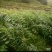 湖南多花姜形黄精