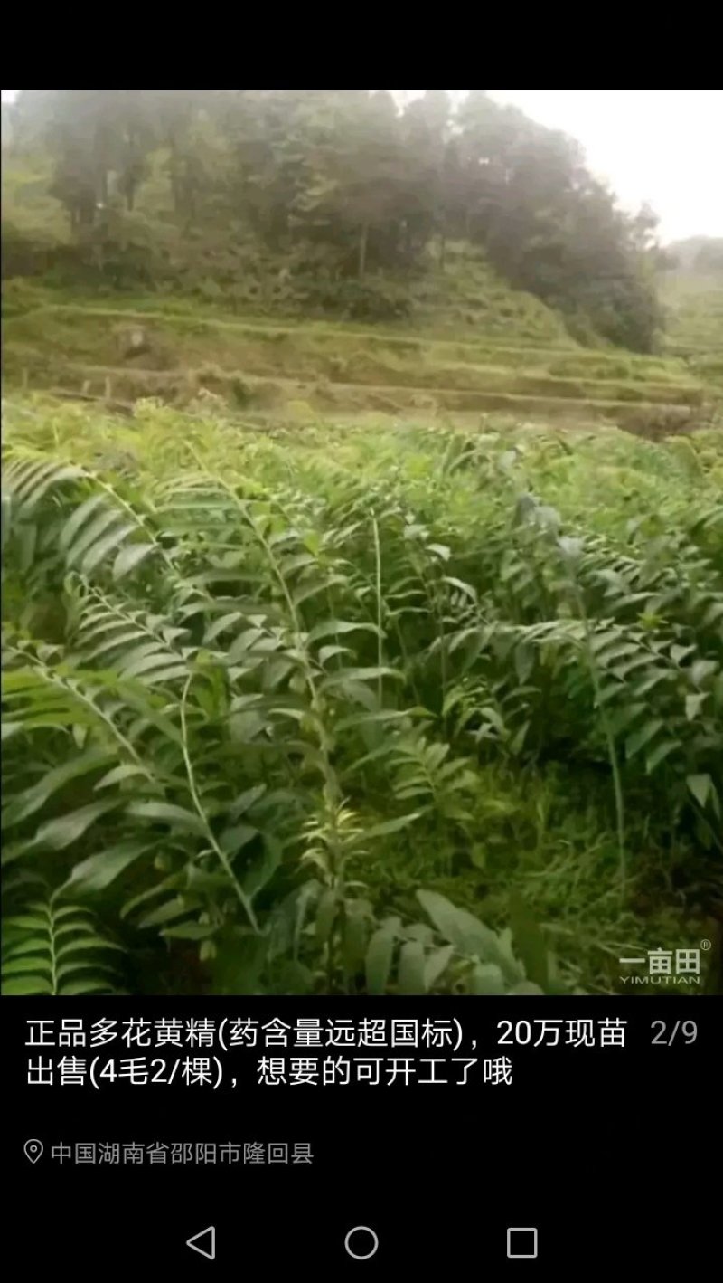 湖南多花姜形黄精