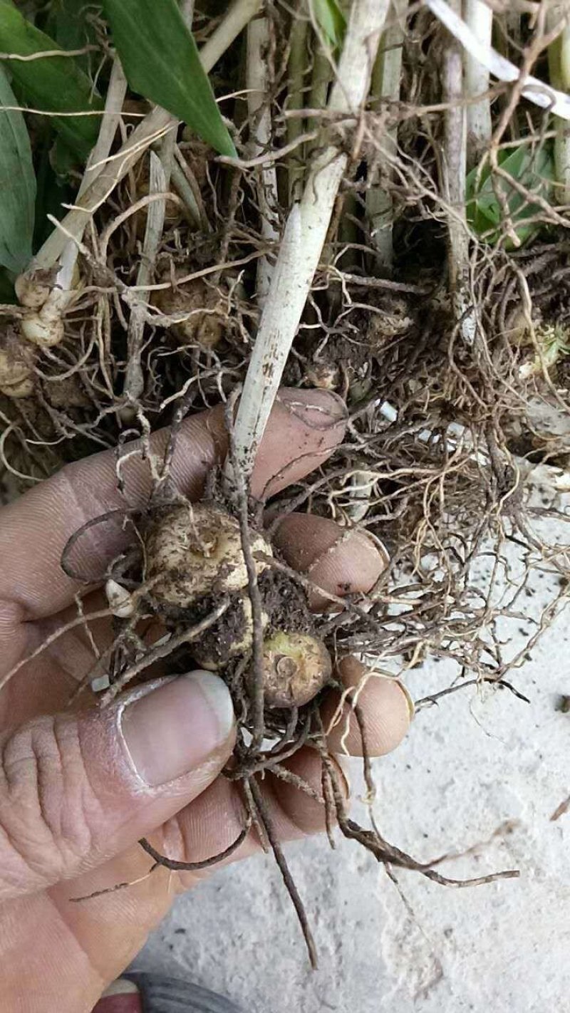 湖南多花姜形黄精