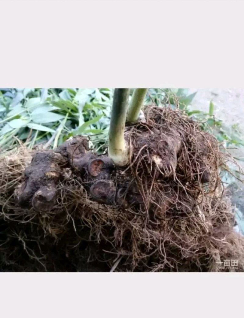 湖南多花姜形黄精