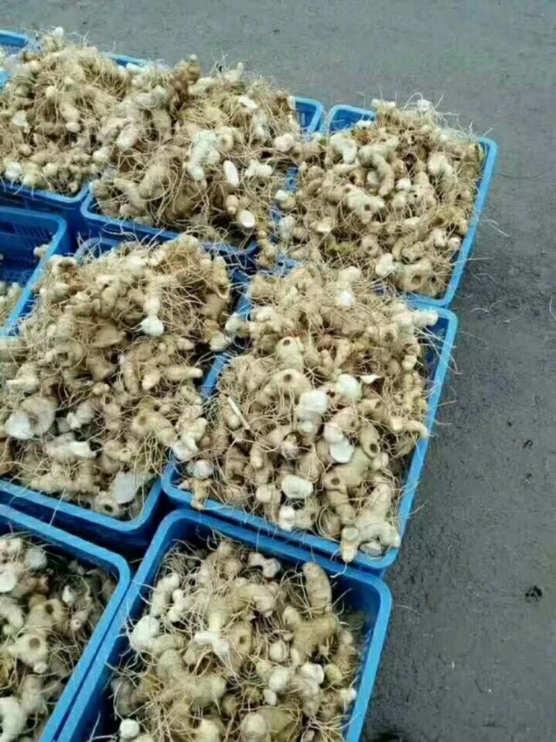 湖南多花姜形黄精