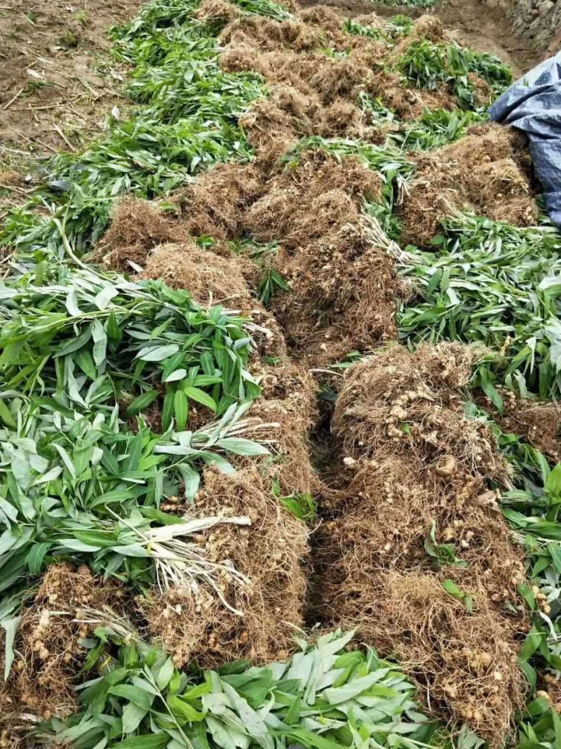 湖南多花姜形黄精