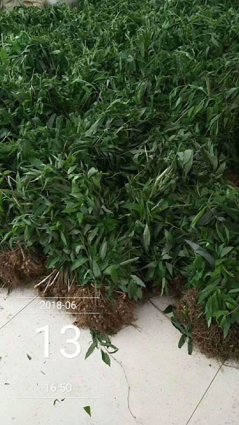 湖南多花姜形黄精