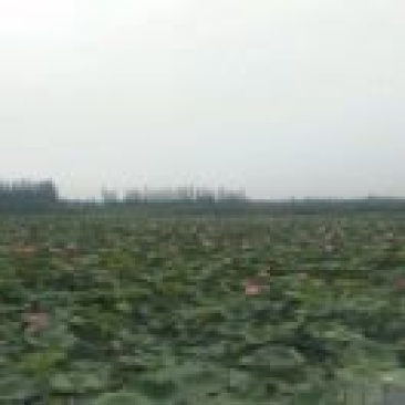 荷花藕苗睡莲苗