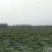 荷花藕苗睡莲苗