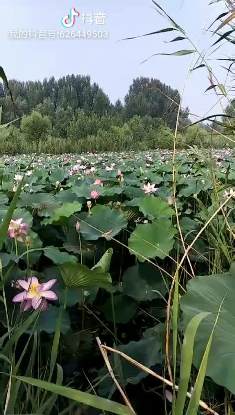 荷花藕苗睡莲苗