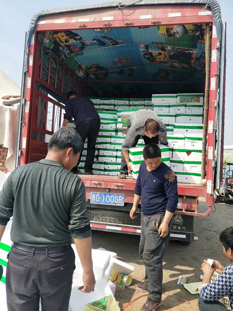 山东寿光产地羊角密大量上市条好无果冻漾无酒心欢迎全国客商