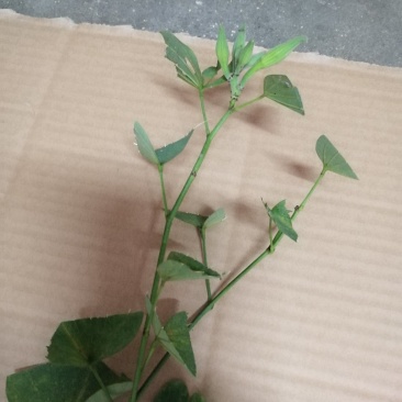 宮粉紫荆，绿化树苗，花树