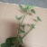 宮粉紫荆，绿化树苗，花树
