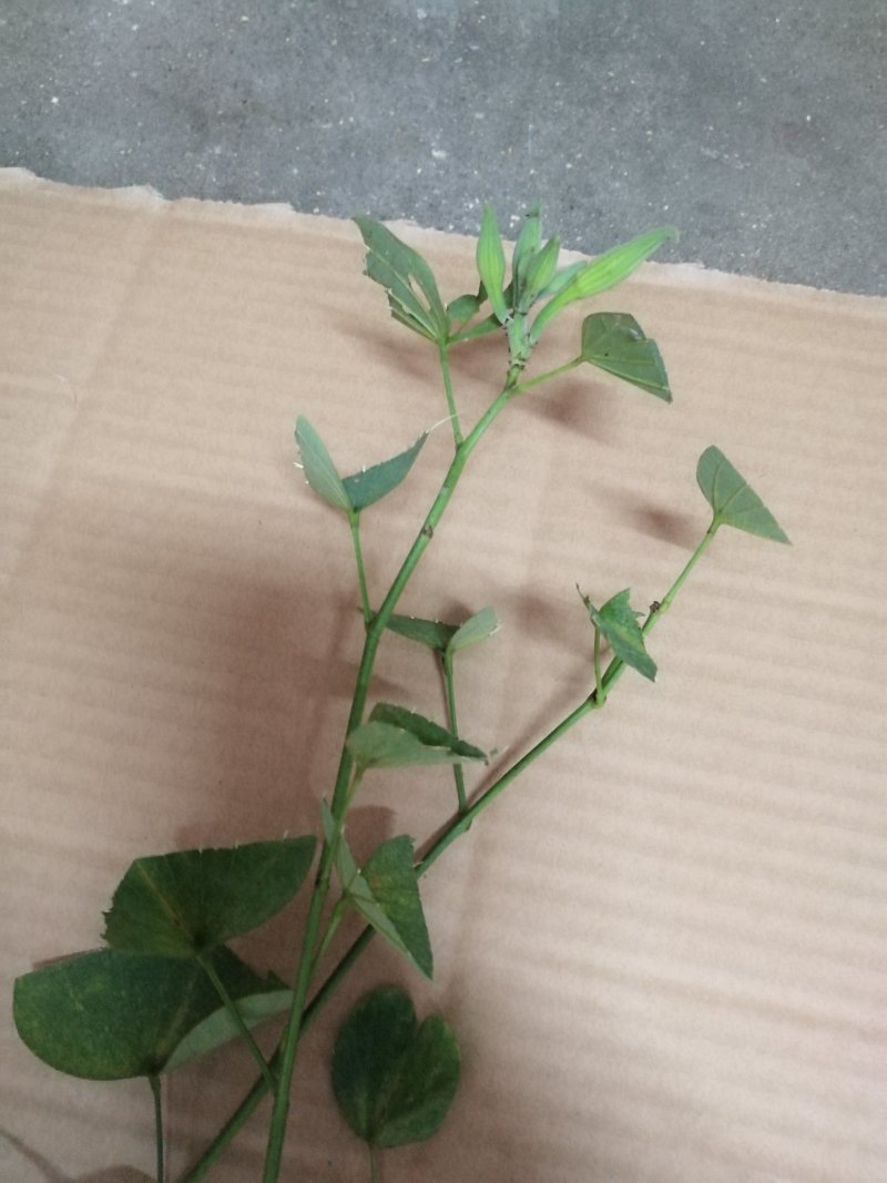 宮粉紫荆，绿化树苗，花树