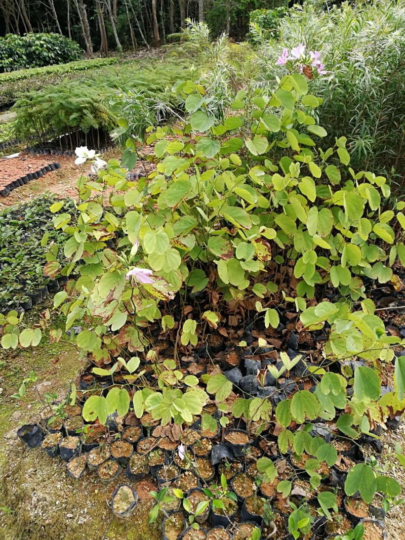 宮粉紫荆，绿化树苗，花树