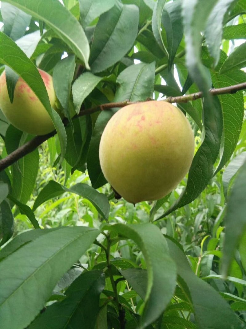 桃树苗嫁接水蜜桃黄桃树苗家庭盆栽地栽果树苗南北方种植当年
