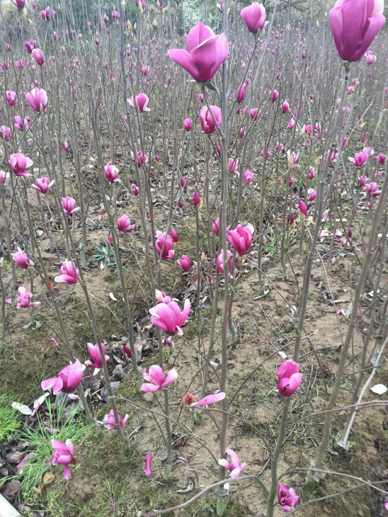 （白.紫.黄）玉兰苗，娇红玉兰