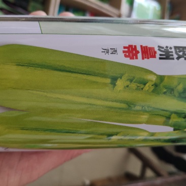 芹菜种子一欧洲皇帝西芹菜种子