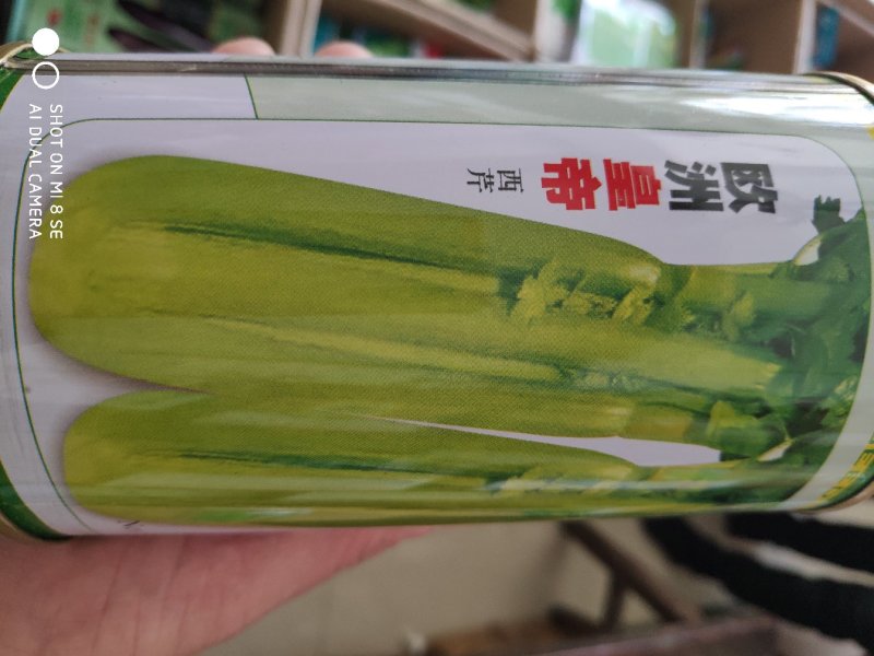 芹菜种子一欧洲皇帝西芹菜种子