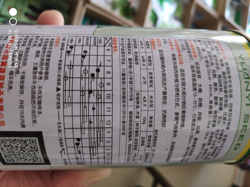 芹菜种子一欧洲皇帝西芹菜种子