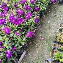 巴西紫牡丹，绿化花苗