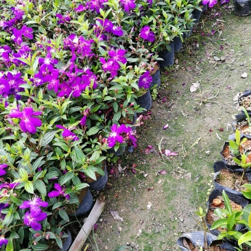 巴西紫牡丹，绿化花苗