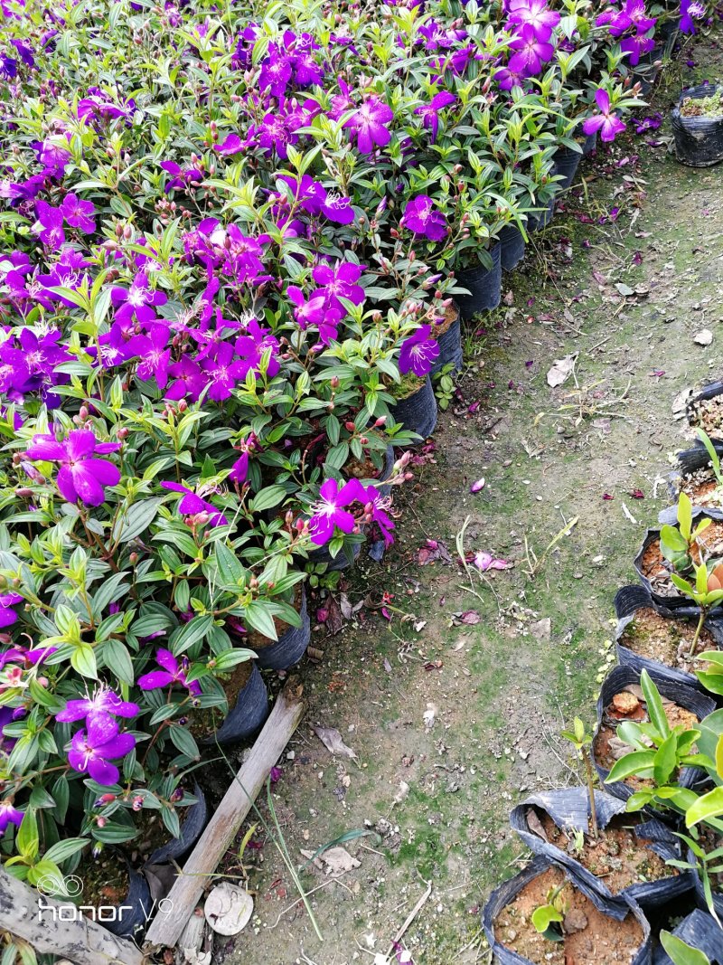 巴西紫牡丹，绿化花苗