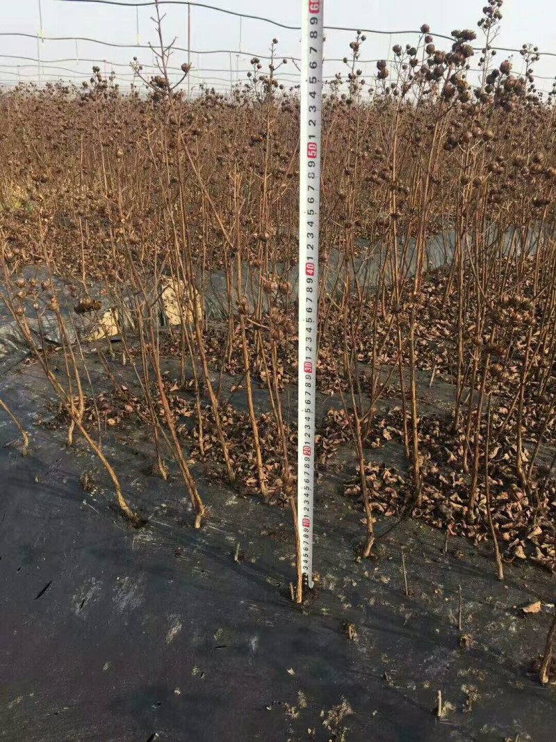 80-150cm紫薇苗.天鹅绒紫薇小苗