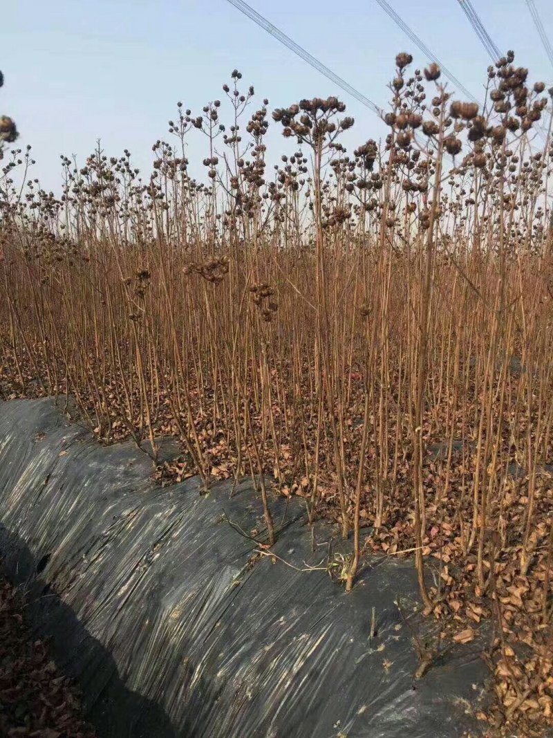 80-150cm紫薇苗.天鹅绒紫薇小苗