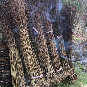 80-150cm紫薇苗.天鹅绒紫薇小苗