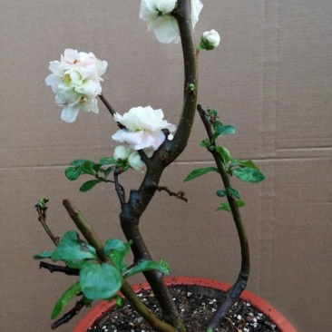 牡丹海棠花，牡丹海棠花苗，海棠盆栽盆景复色海棠。