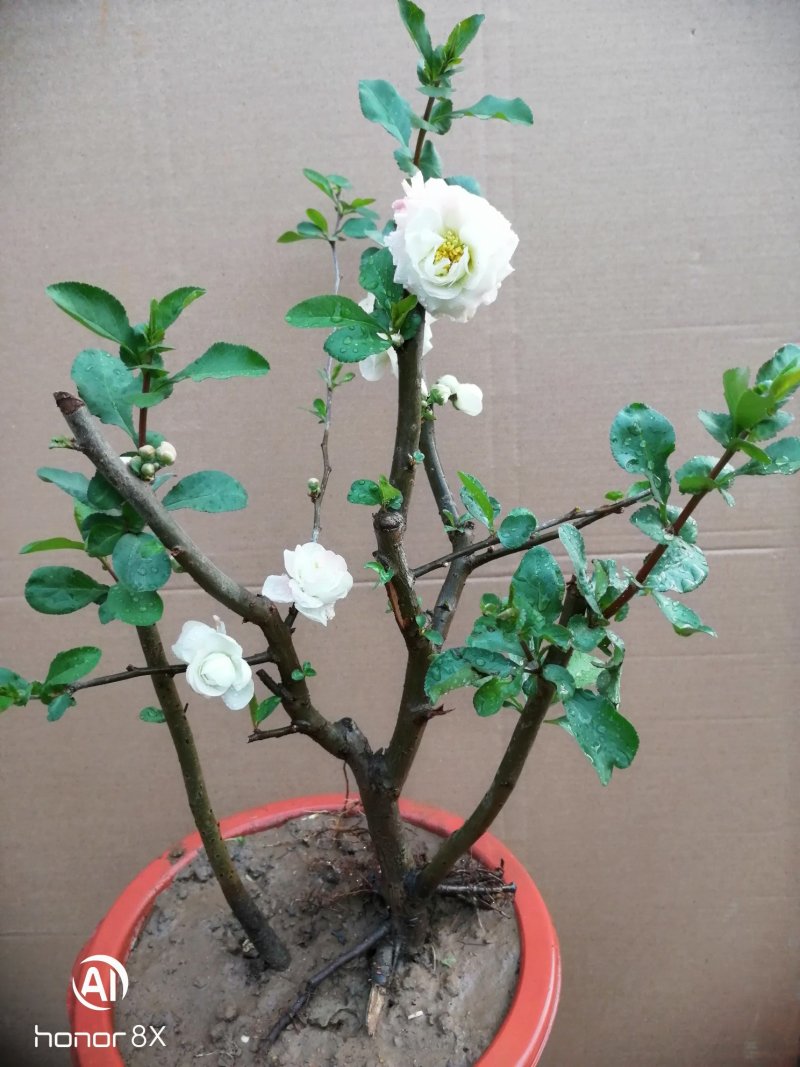 牡丹海棠花，牡丹海棠花苗，海棠盆栽盆景复色海棠。