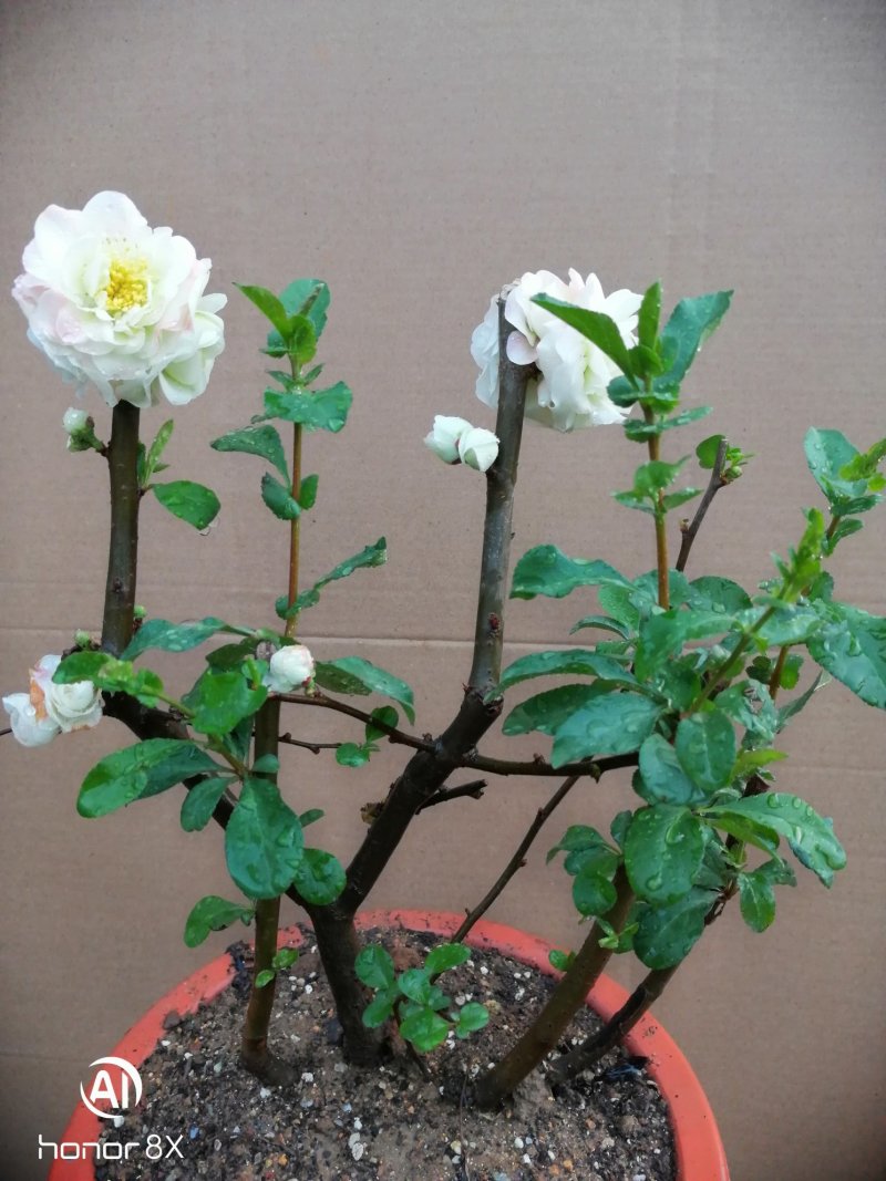 牡丹海棠花，牡丹海棠花苗，海棠盆栽盆景复色海棠。