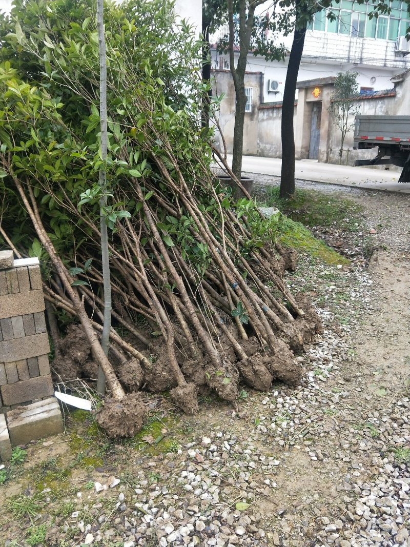 桂花树苗桂花苗绿化八月桂金桂种植黄金桂花树不断四季桂八月