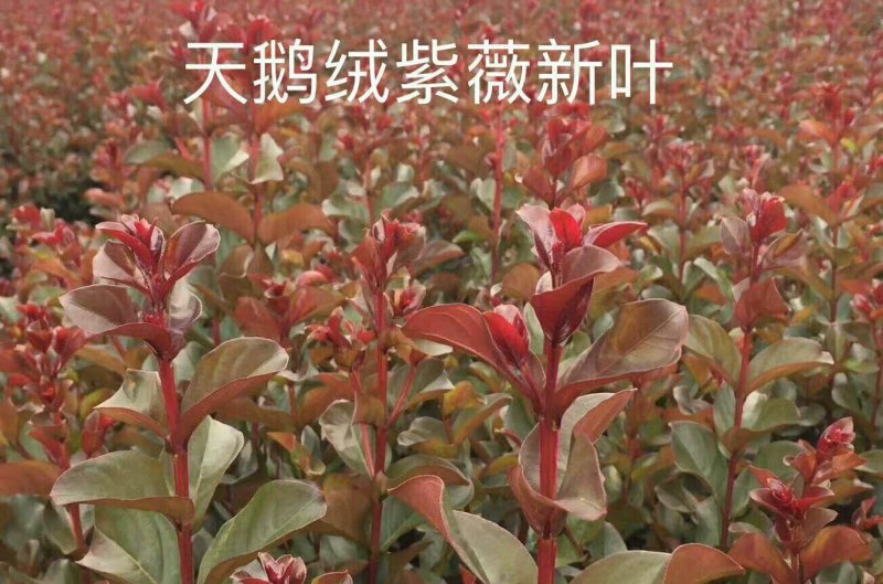 80-150cm紫薇苗.天鹅绒紫薇小苗