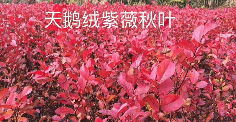 80-150cm紫薇苗.天鹅绒紫薇小苗