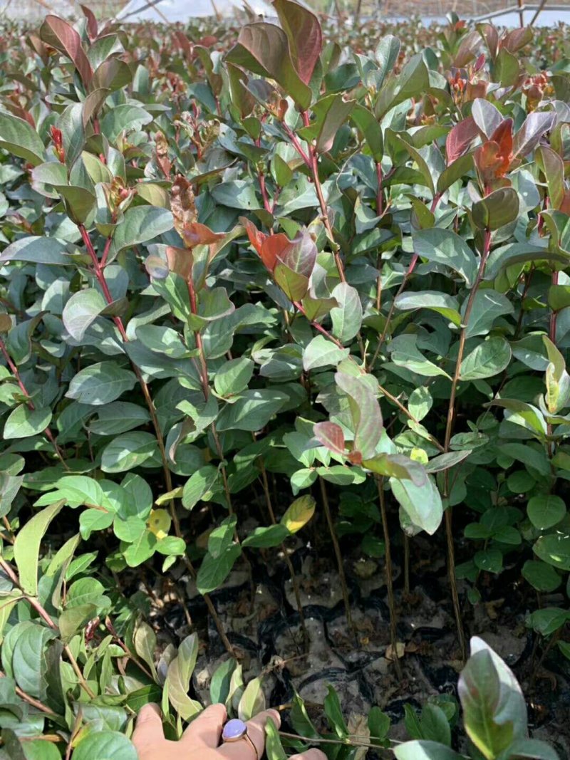 80-150cm紫薇苗.天鹅绒紫薇小苗