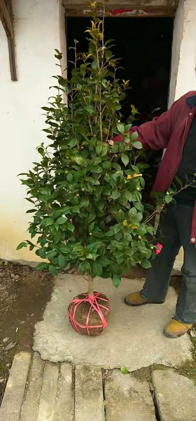 十里飘香耐冬耐冻大茶花树室内外阳台花园观花花卉盆景耐