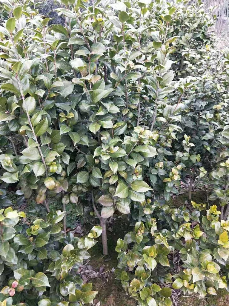 十里飘香耐冬耐冻大茶花树室内外阳台花园观花花卉盆景耐