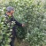 十里飘香耐冬耐冻大茶花树室内外阳台花园观花花卉盆景耐