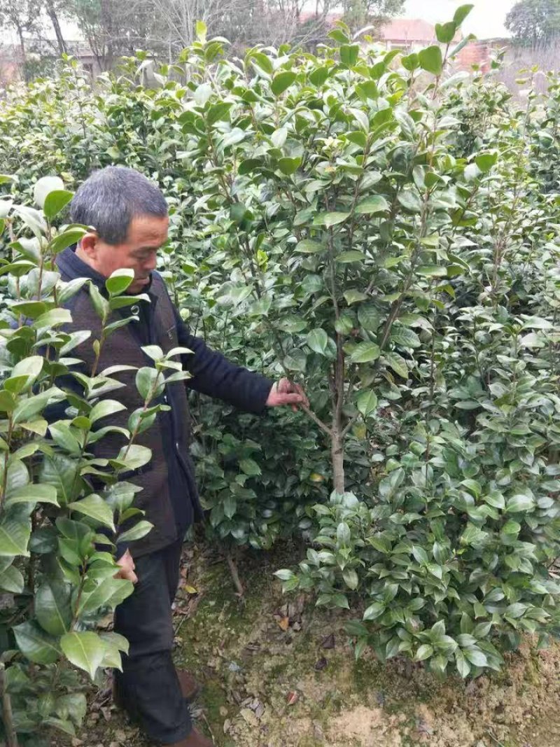 十里飘香耐冬耐冻大茶花树室内外阳台花园观花花卉盆景耐