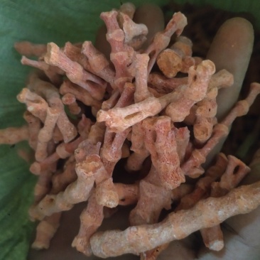 珊瑚菌，珊瑚，海底柏，草珊瑚货好产地广东