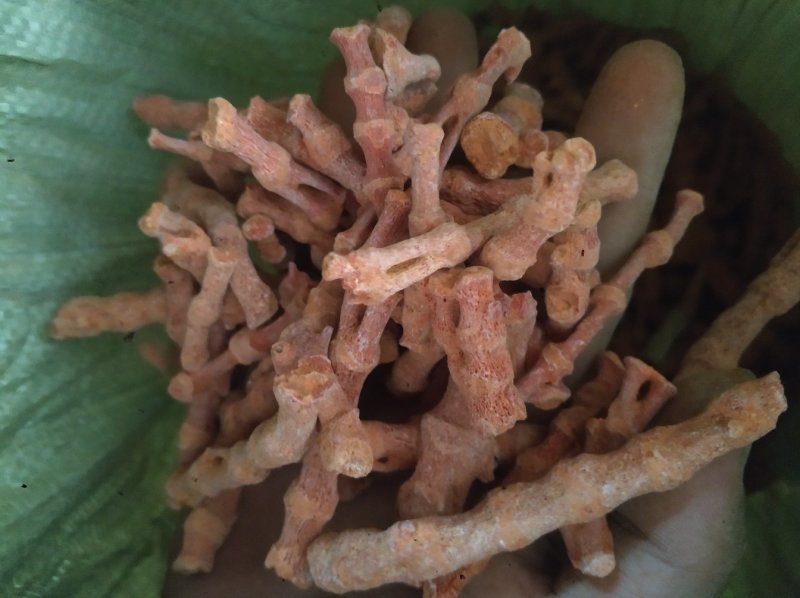 珊瑚菌，珊瑚，海底柏，草珊瑚货好产地广东